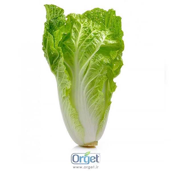 کاهو ارگانیک آبگینه